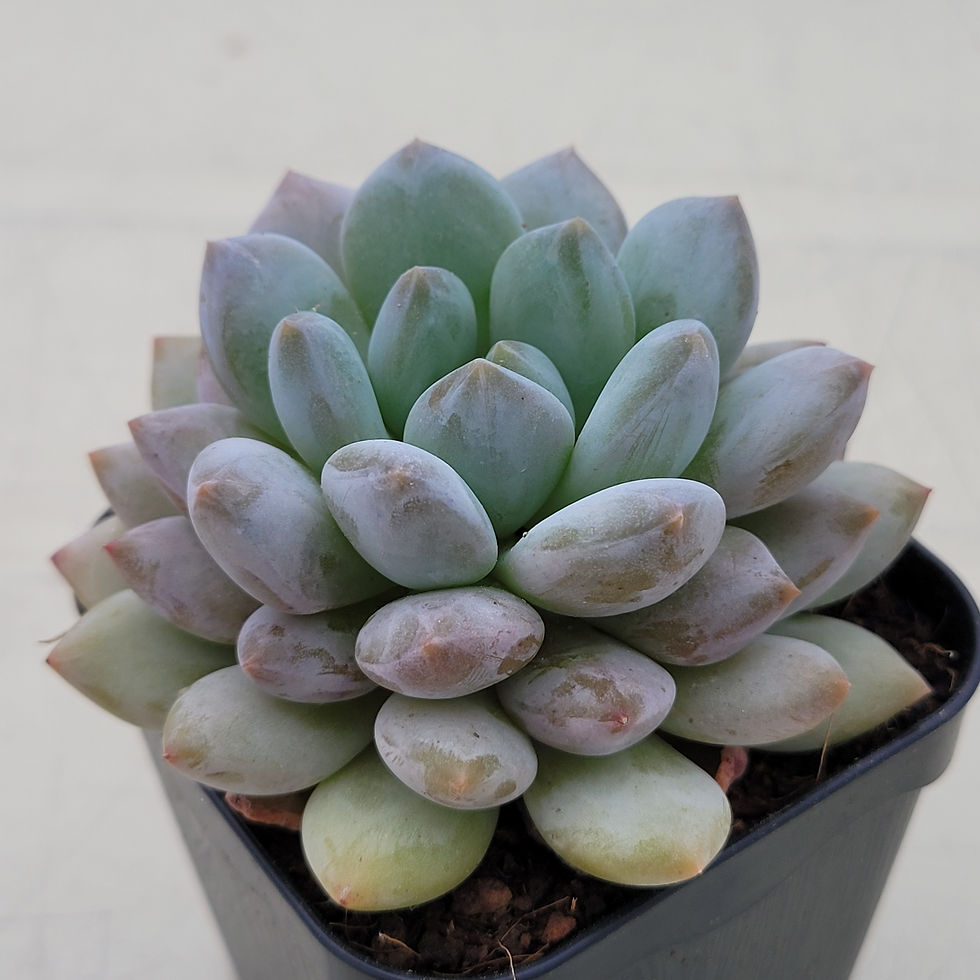 Thumbnail: Echeveria Monroe Baby 