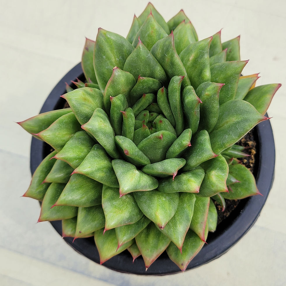 Thumbnail: Echeveria Agavoides Maria Bump variegated 