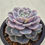Thumbnail: Echeveria Blue Surprise variegated 