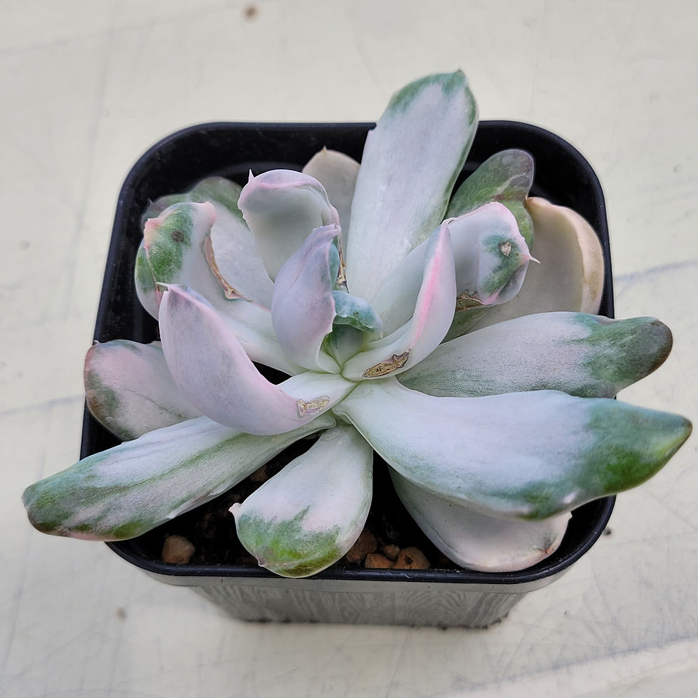 Thumbnail: Echeveria Berserk variegated 