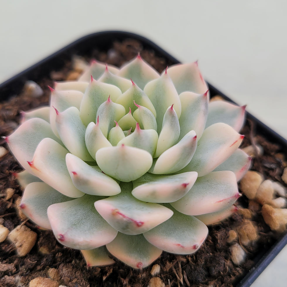 Thumbnail: Echeveria Sarahime variegated 