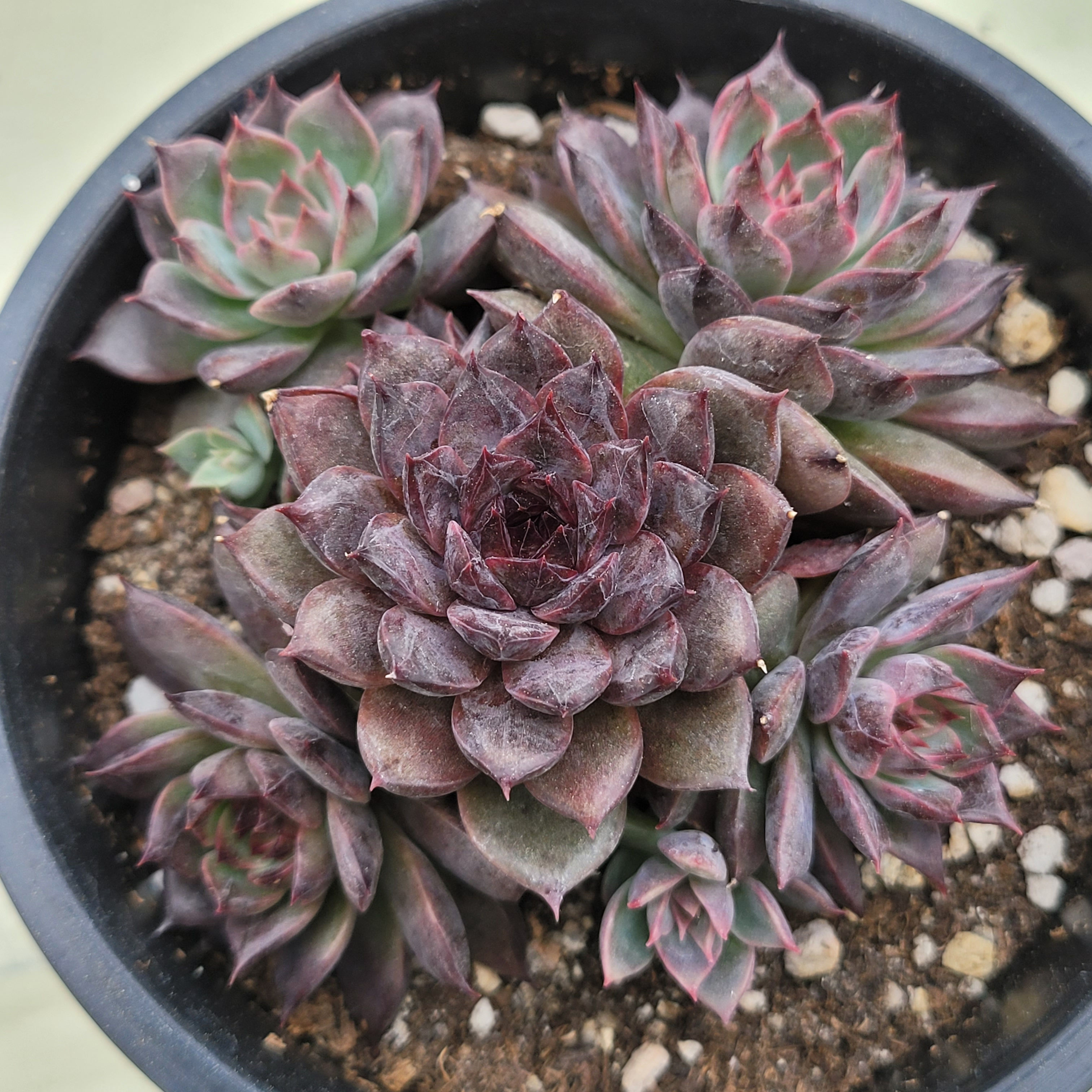 Echeveria Dark Knight 