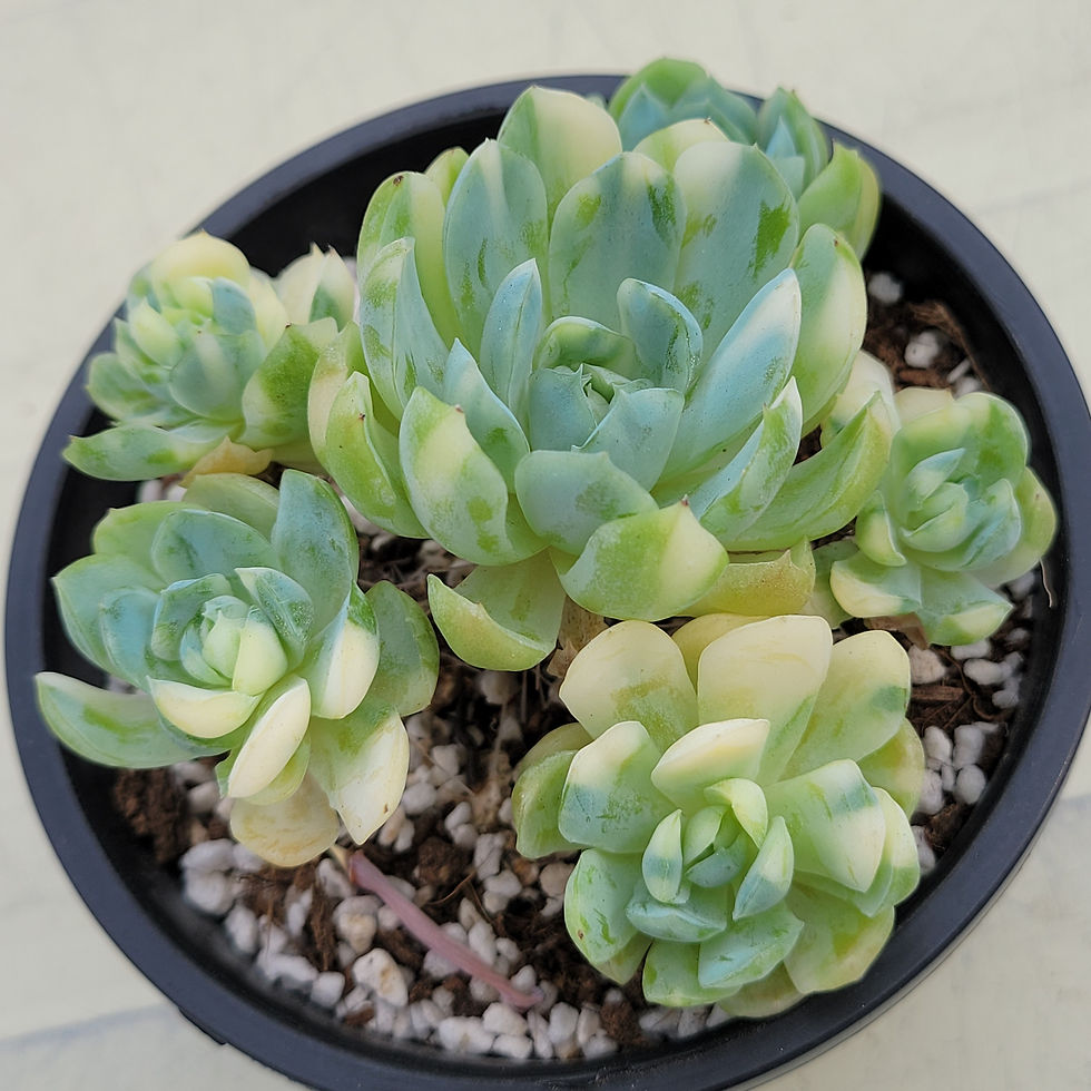 Thumbnail: Echeveria Lemon Berry variegated 