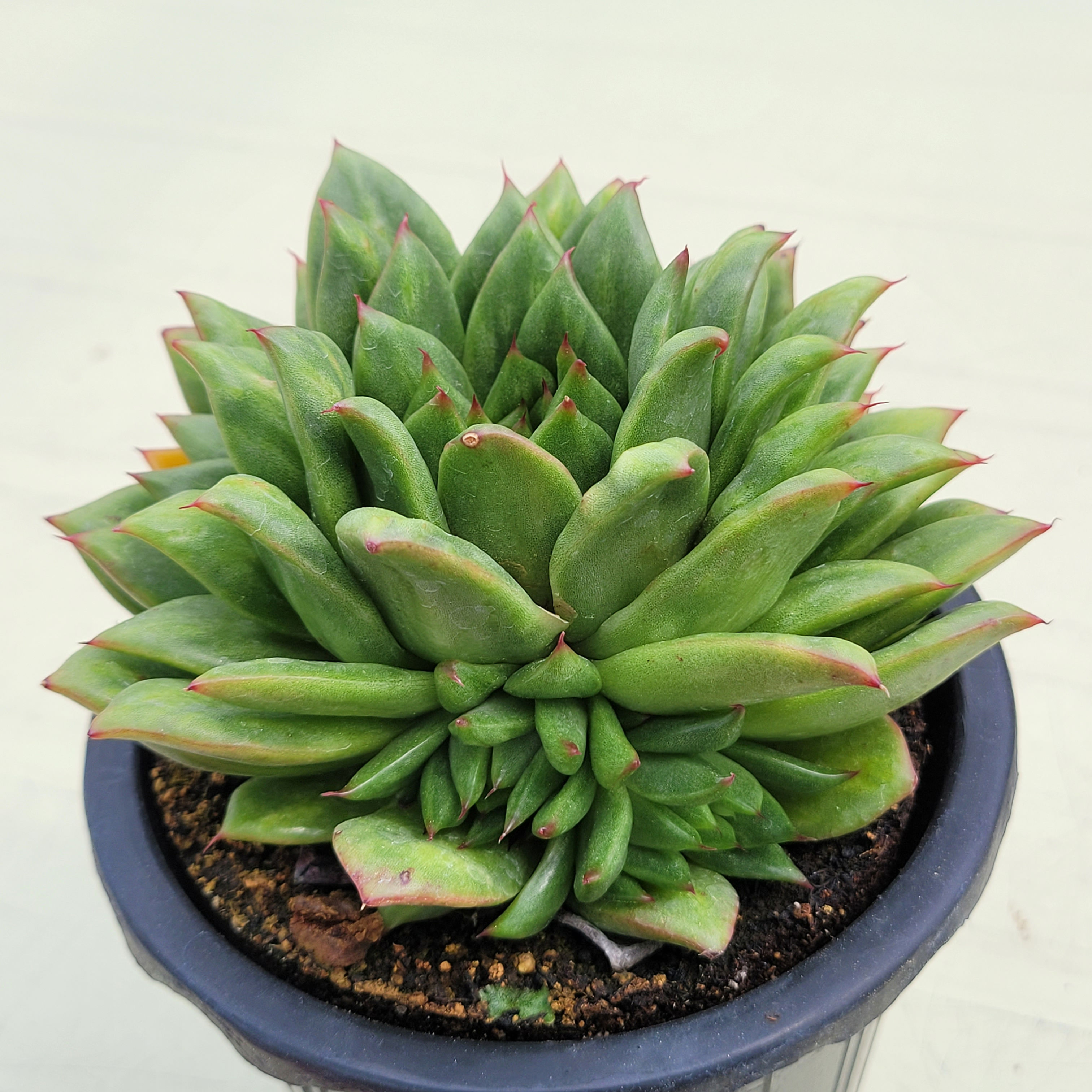 Echeveria Agavoides Maria Bump variegated 