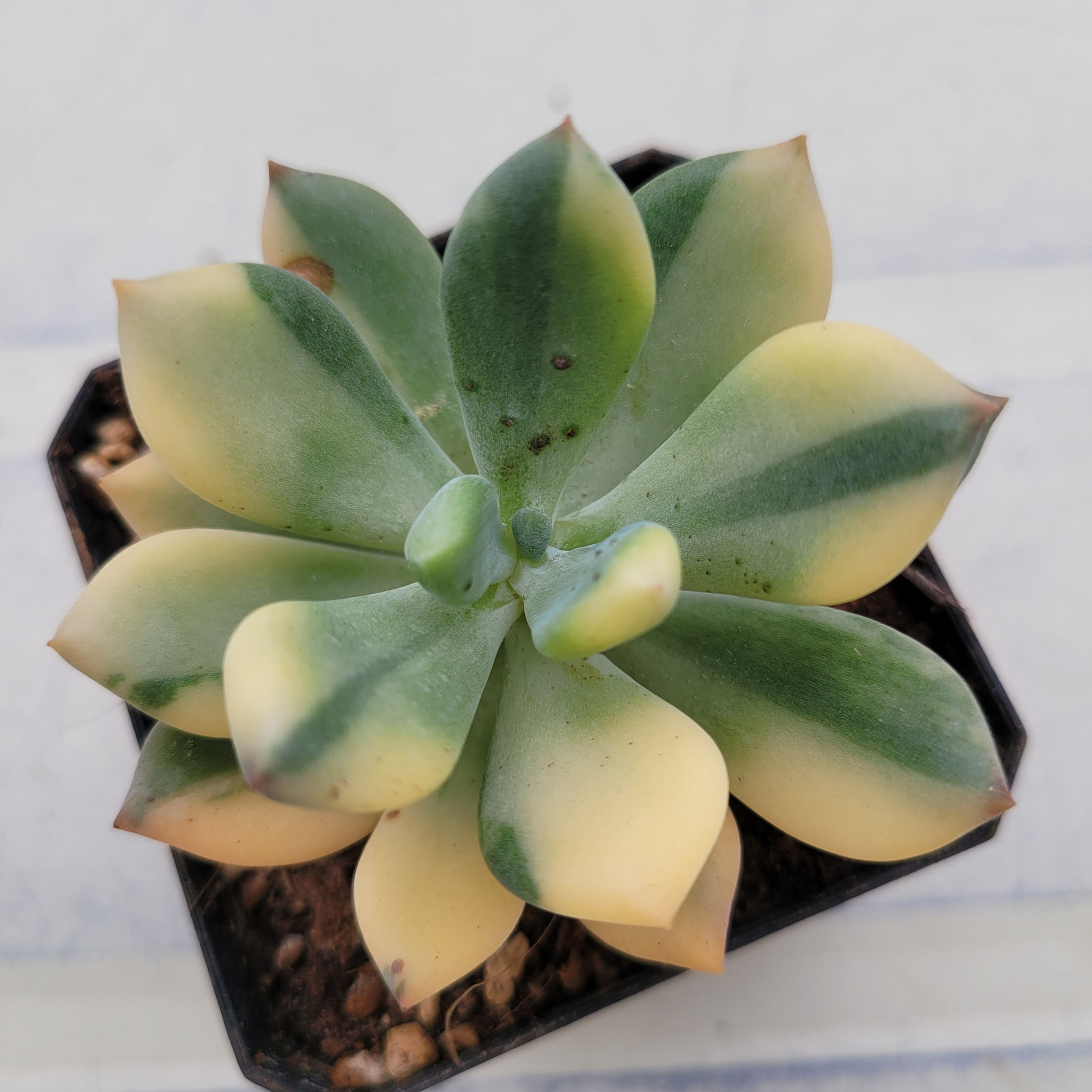 Pachyphytum Doctor Cornelius variegated 
