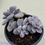 Thumbnail: Graptopetalum Pentandrum Silverbum variegated 