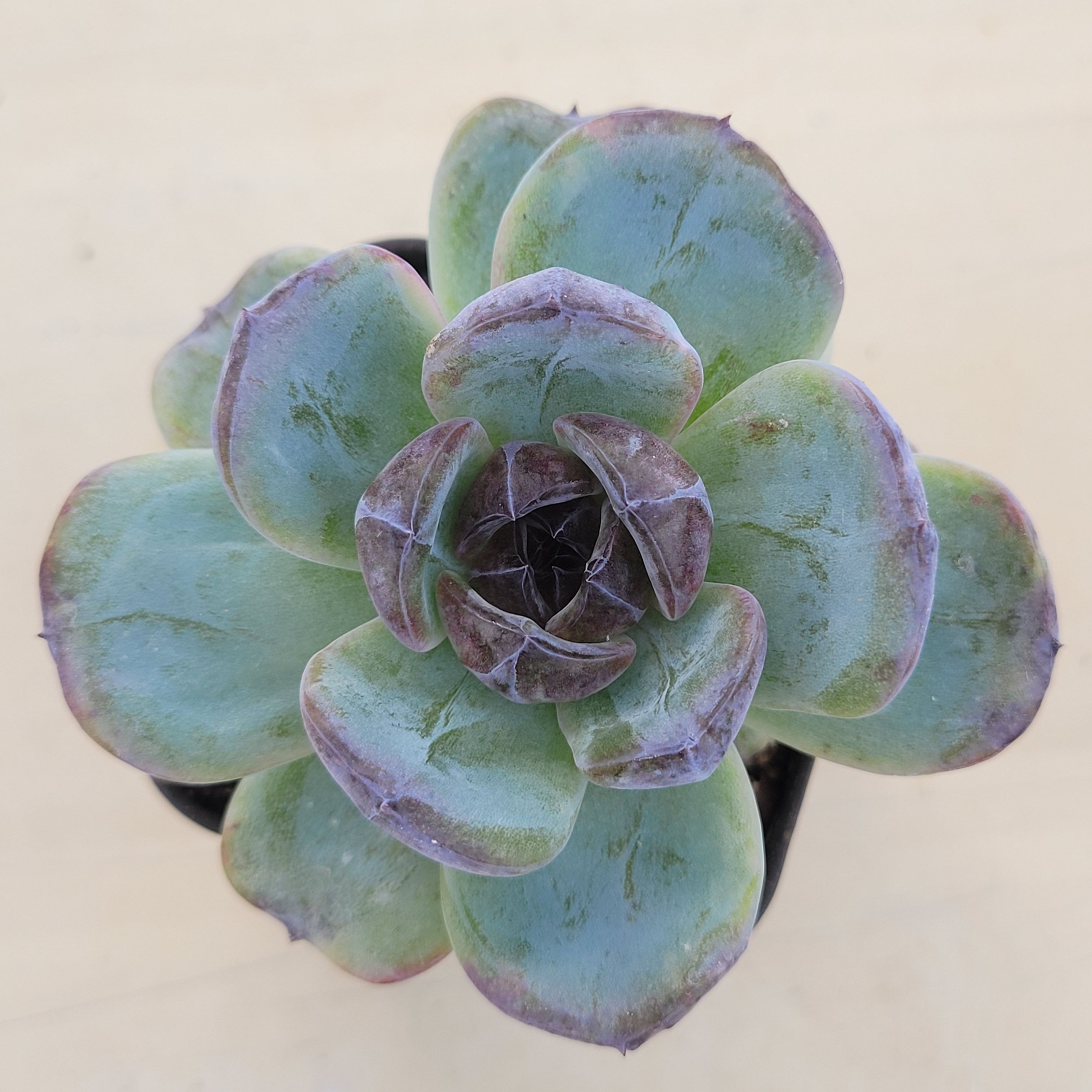 Echeveria Dark Opal variegated 