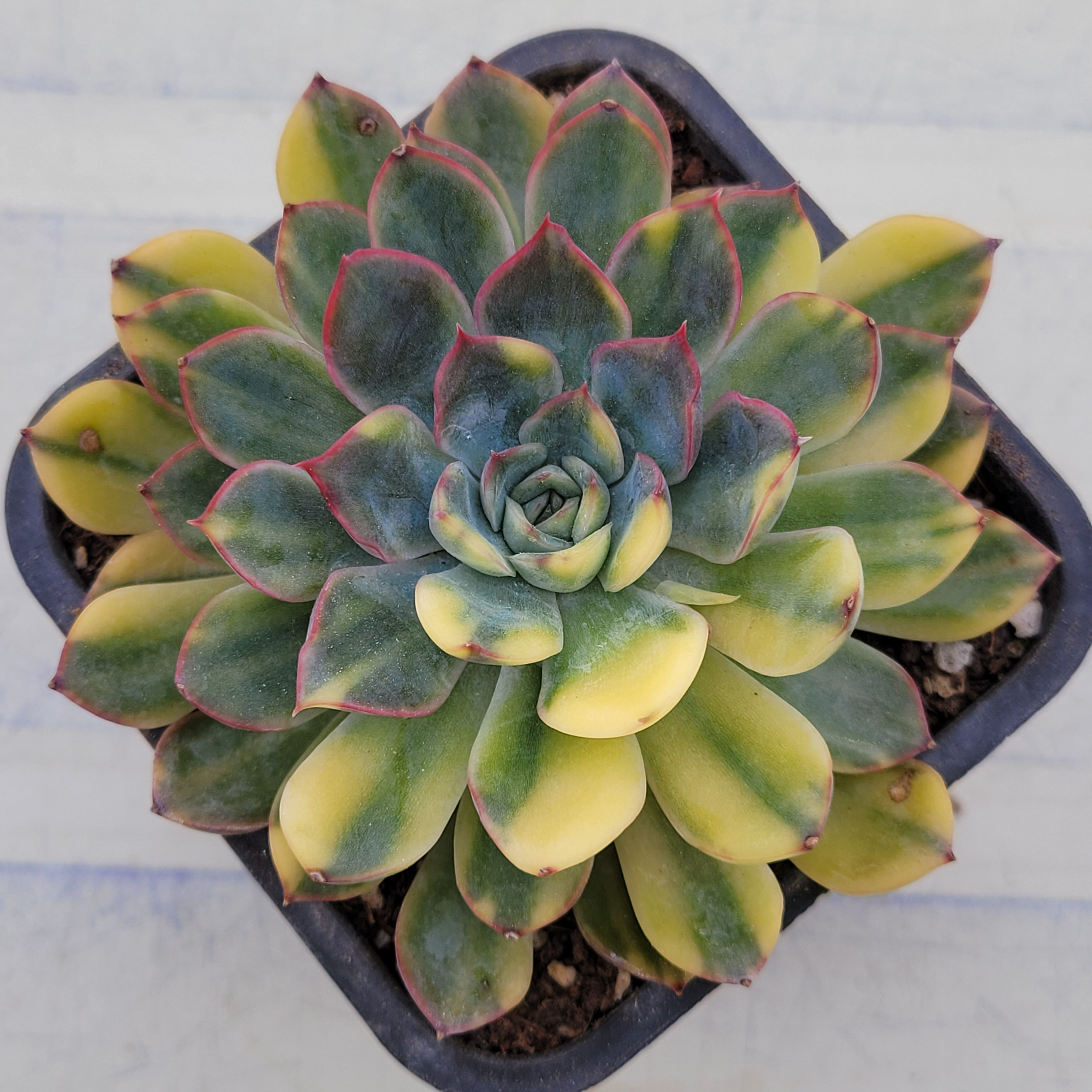 Echeveria Orion variegated 