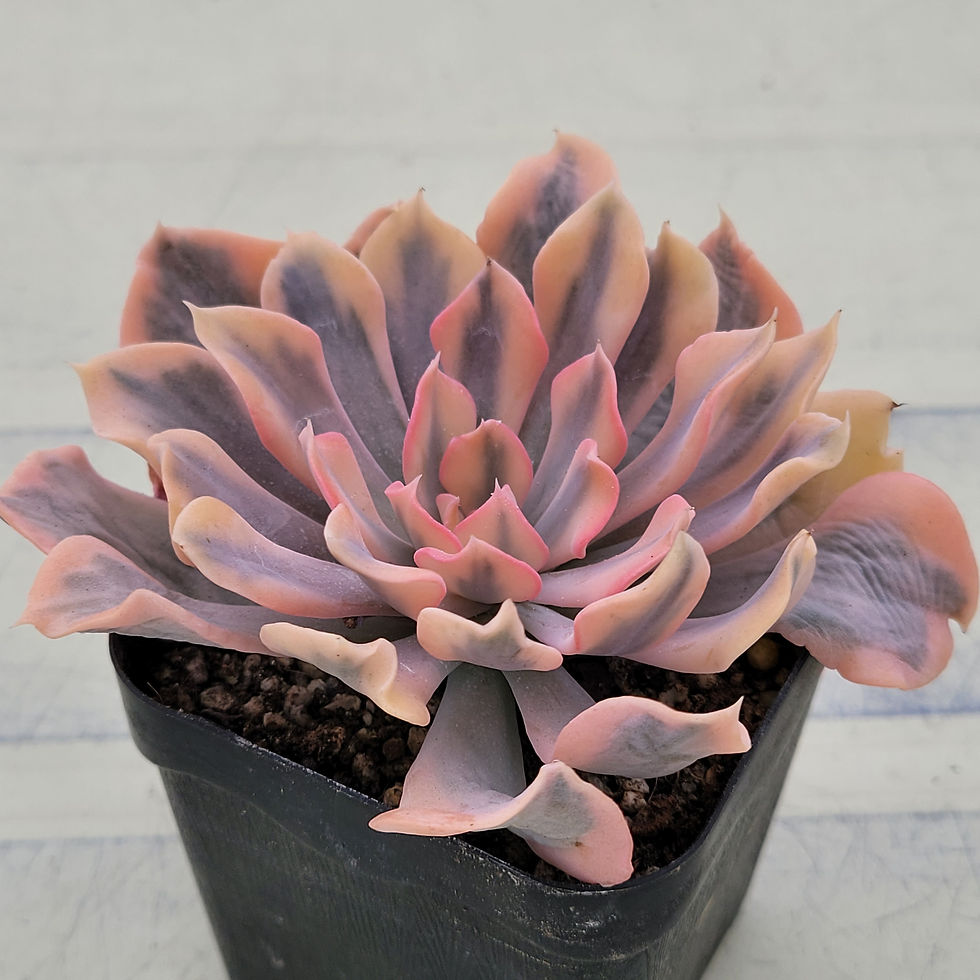 Thumbnail: Echeveria Saffron variegated 