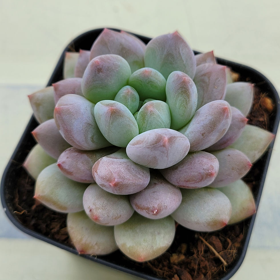 Thumbnail: Echeveria Pink Salt Candy 