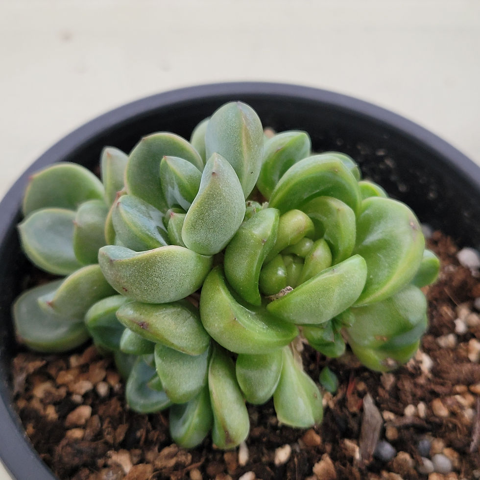 Thumbnail: Echeveria Rolling stone 