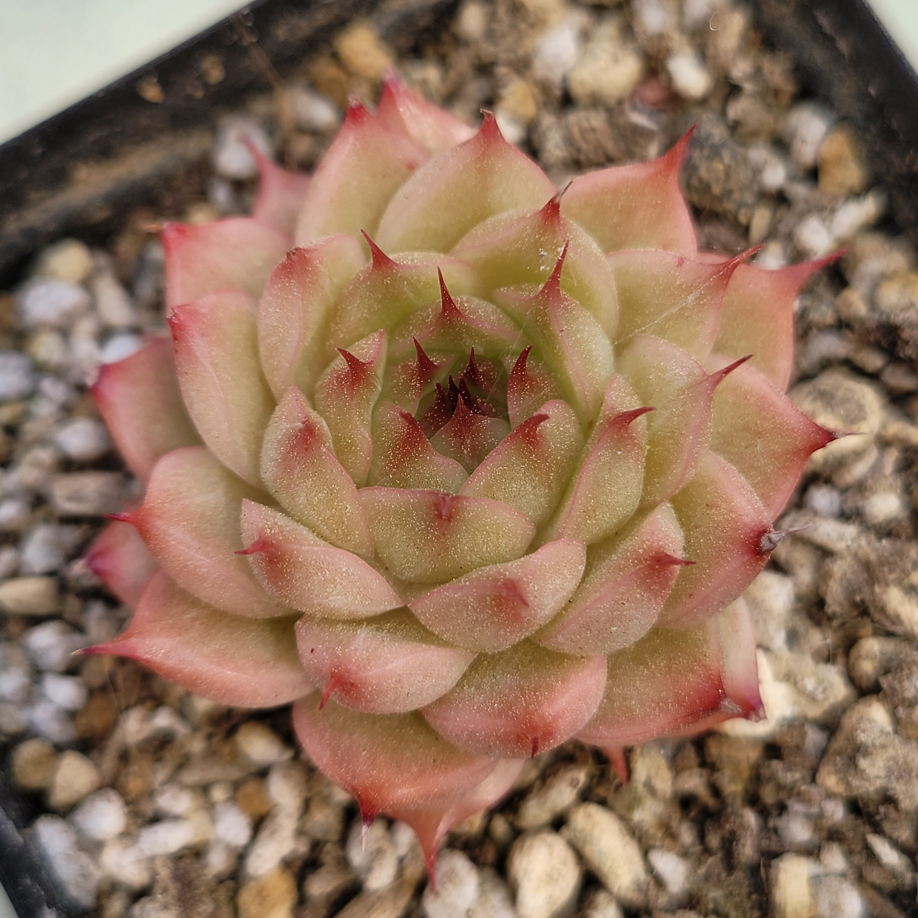 Echeveria Redstar 