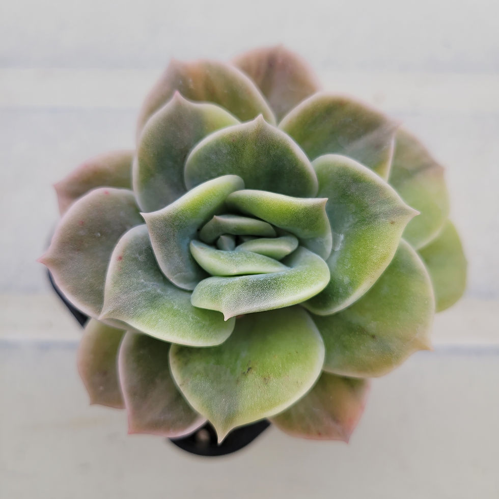 Thumbnail: Echeveria Lovely Rose variegated 