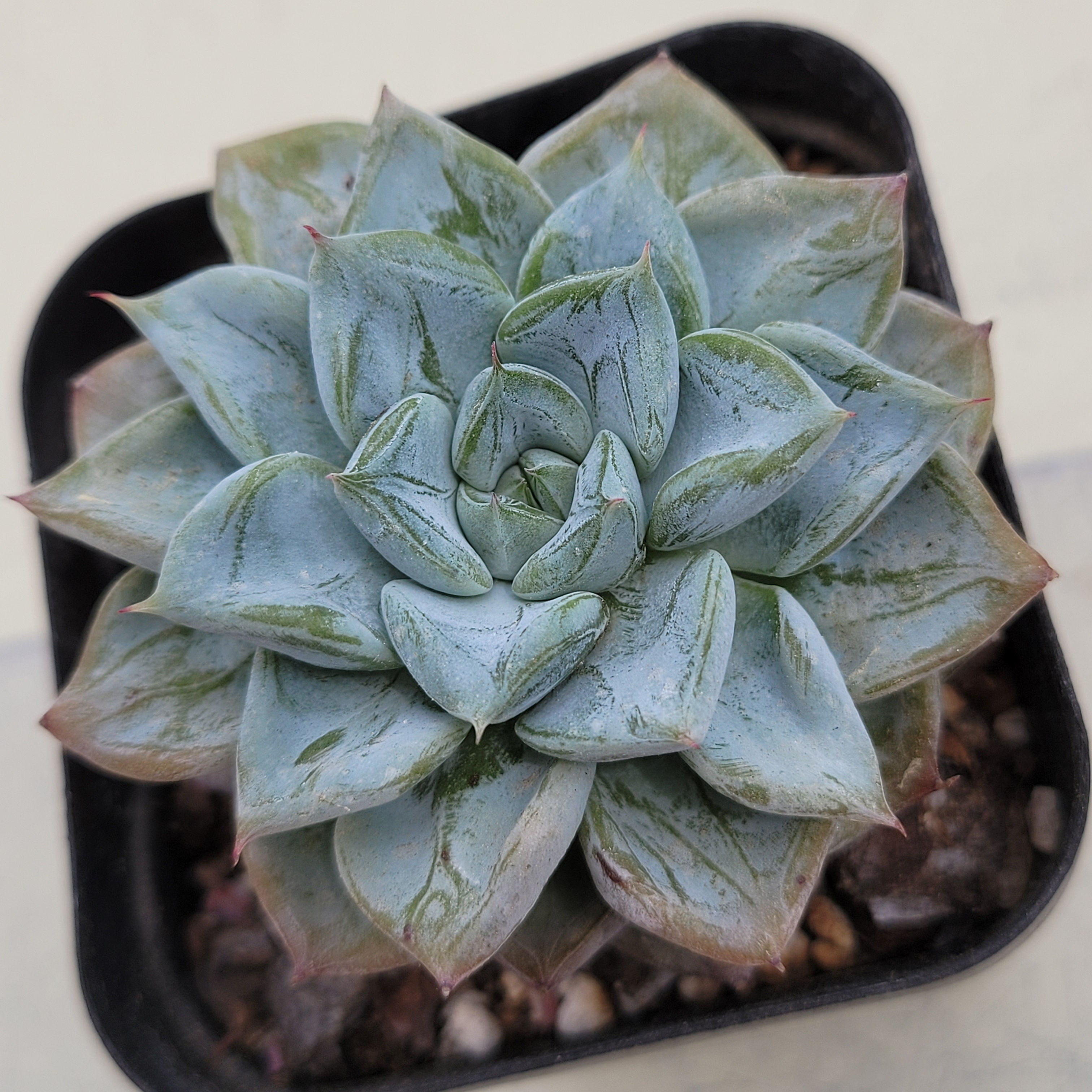 Echeveria Blue Wedding 
