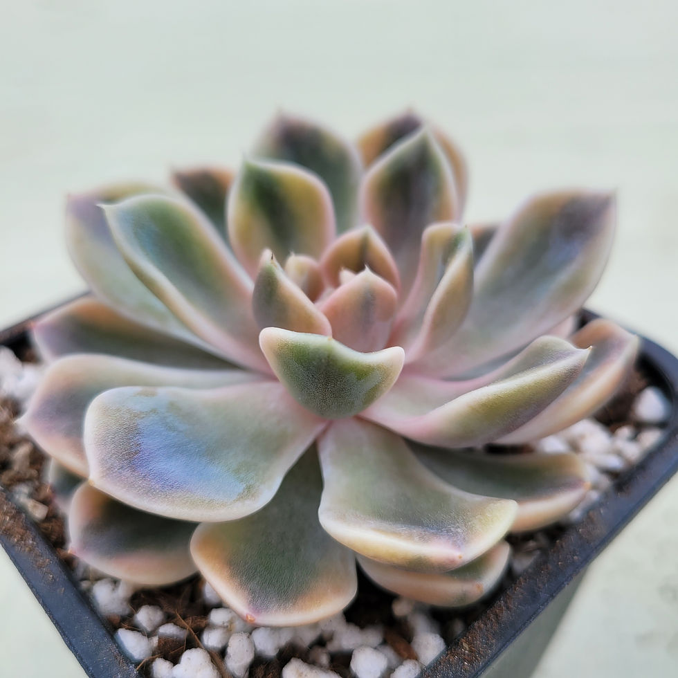 Thumbnail: Echeveria Tiny Berger variegated 