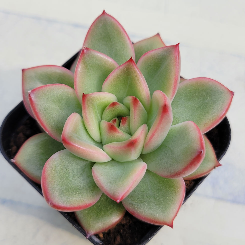 Thumbnail: Echeveria Herson 