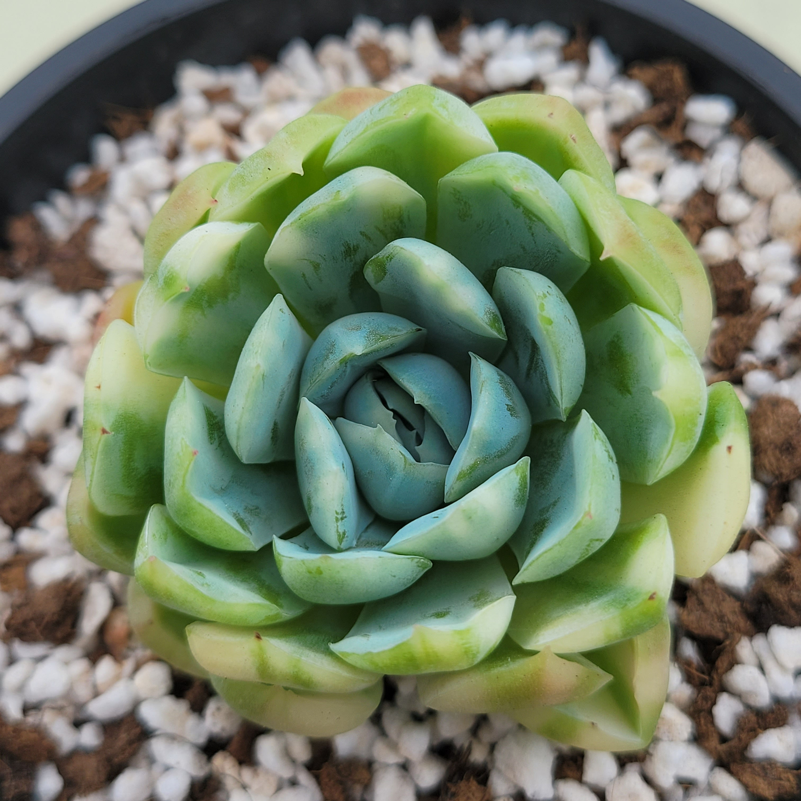 Echeveria Lemon Berry variegated 