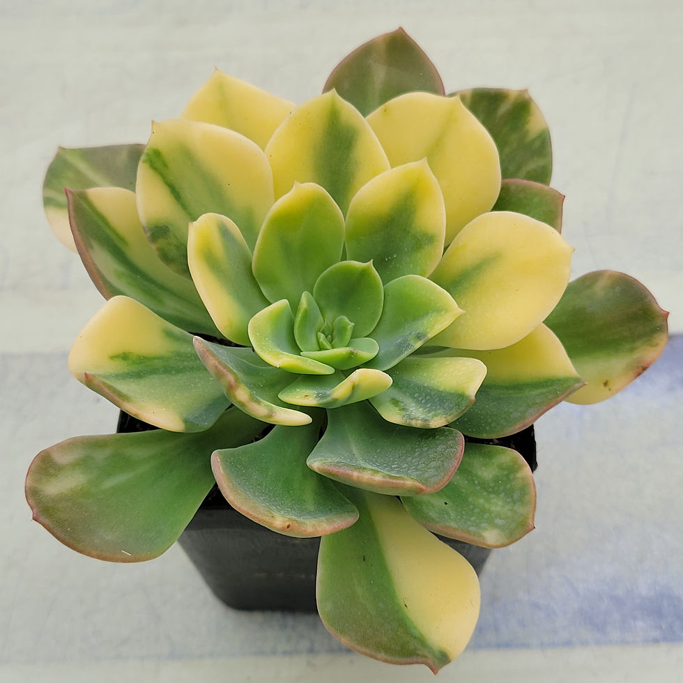 Thumbnail: Echeveria Red Noble variegated 