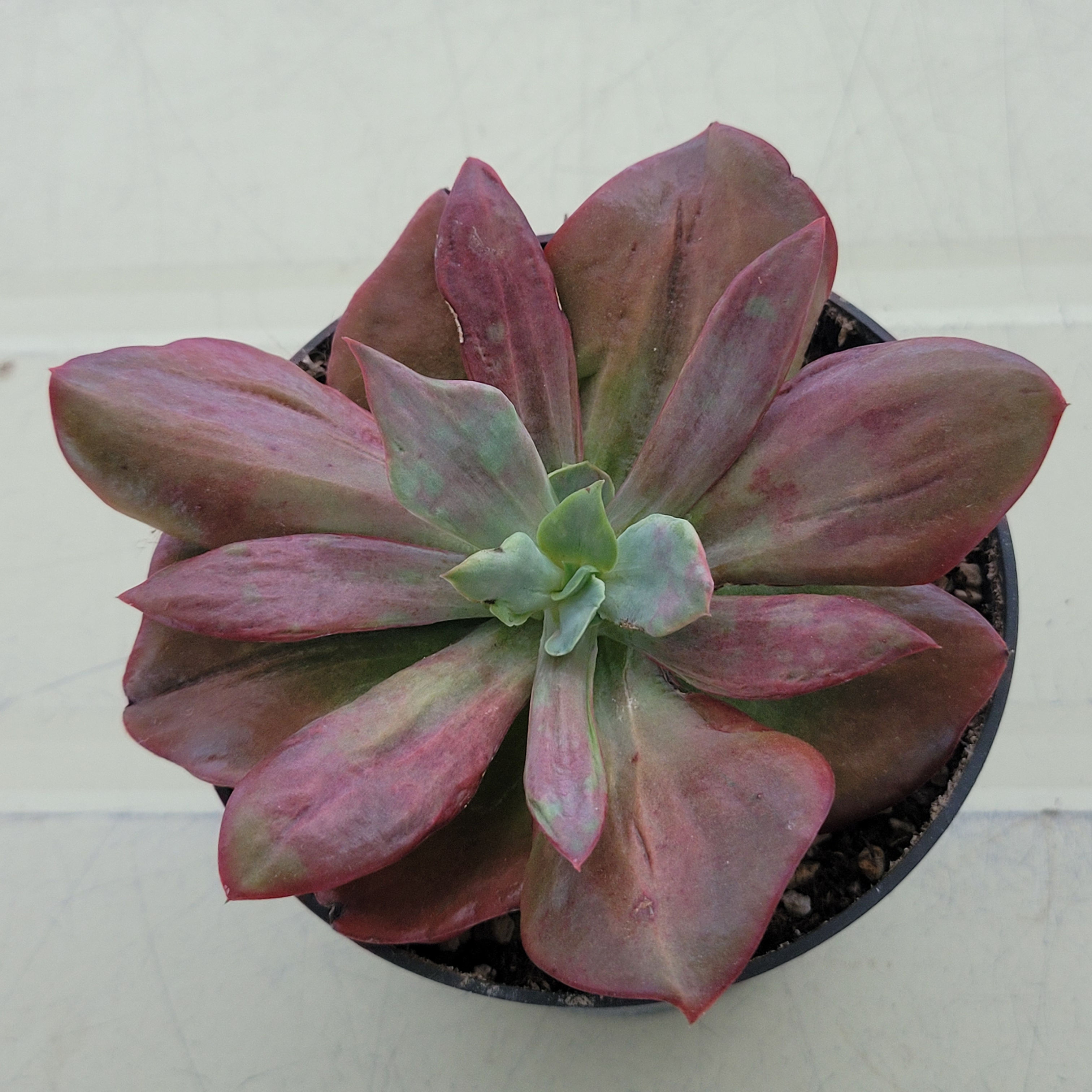 Echeveria Diamond State variegated 