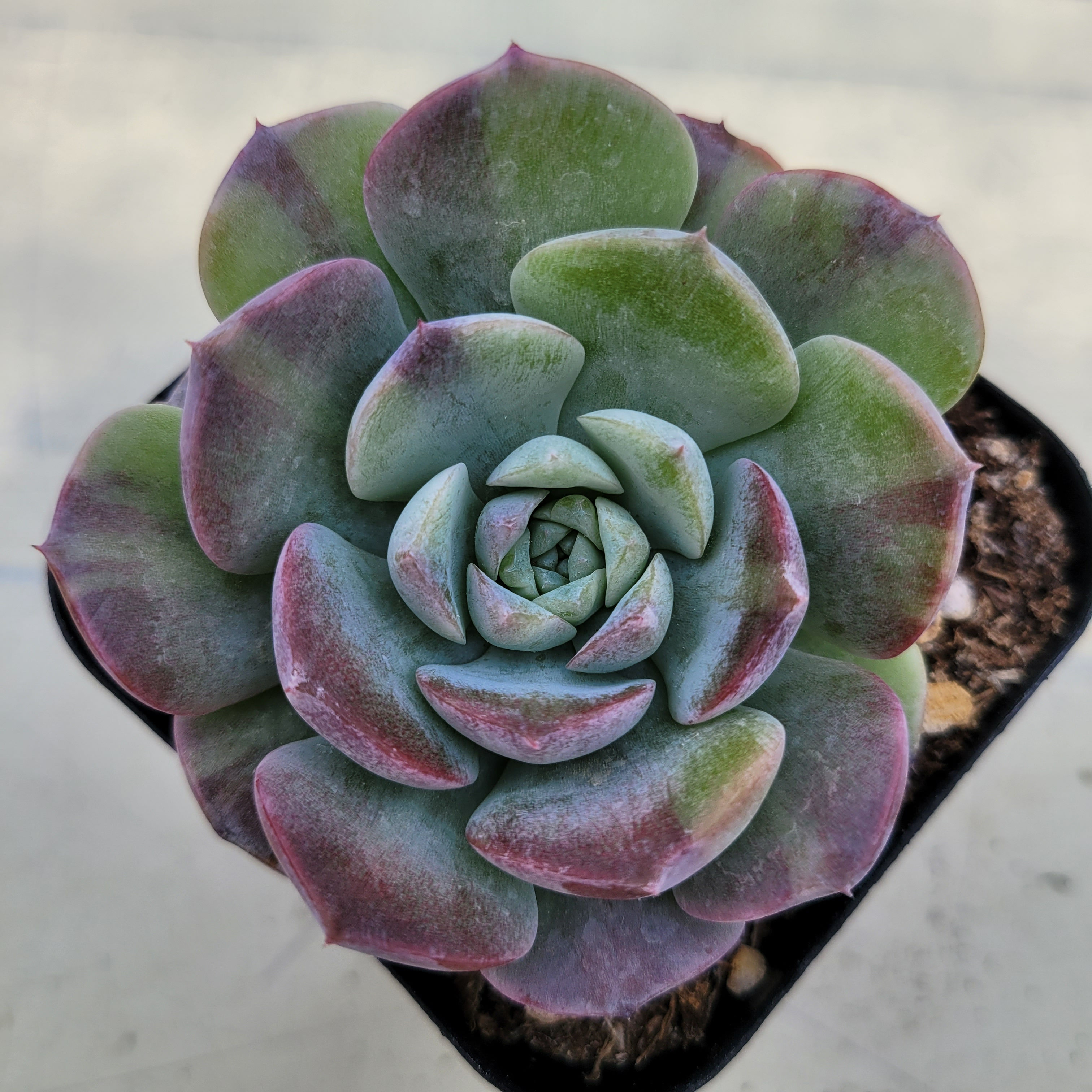 Echeveria Amazing variegated 