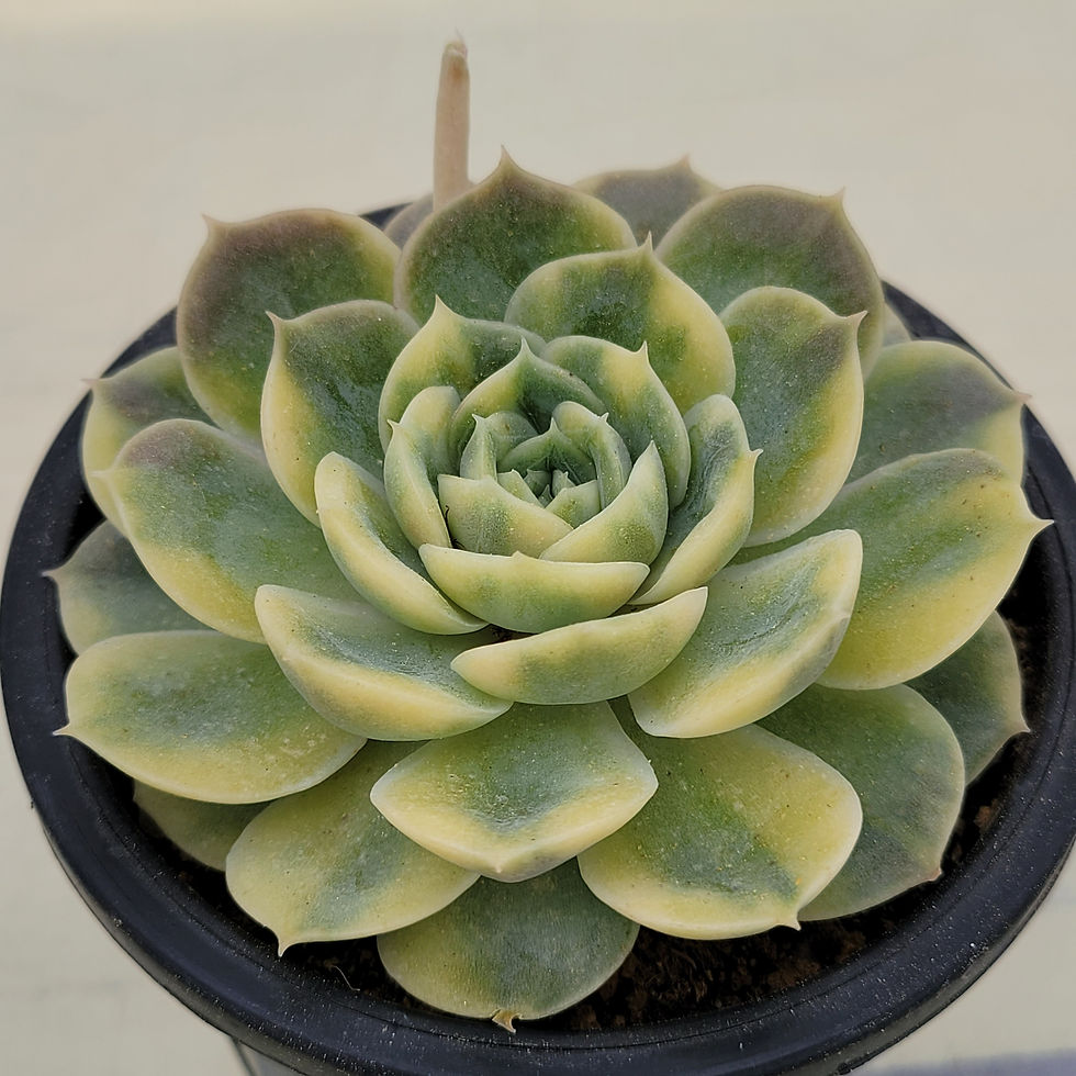Thumbnail: Echeveria Onslow Yellow variegated 