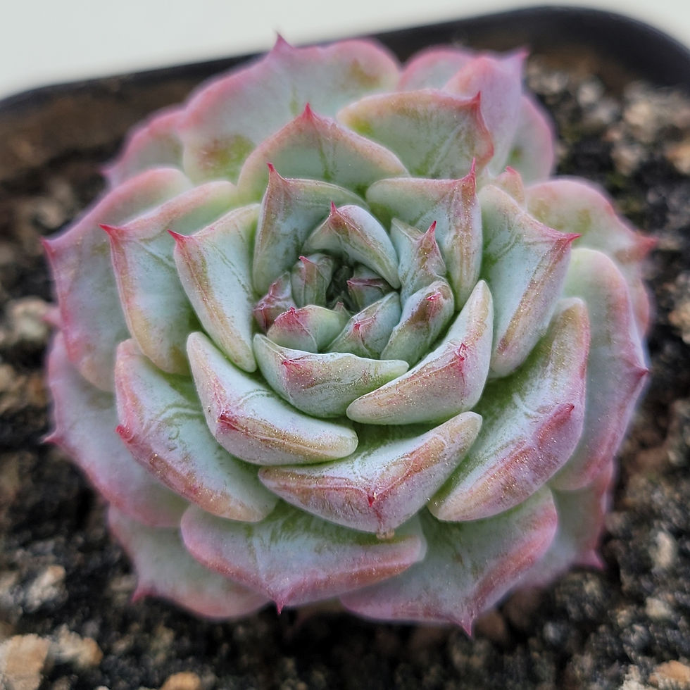 Thumbnail: Echeveria Purple Moon 