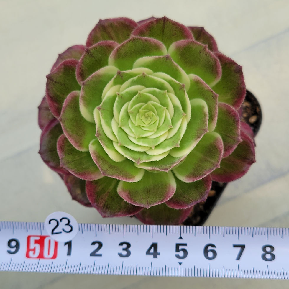 Thumbnail: Aeonium Peacock variegated 