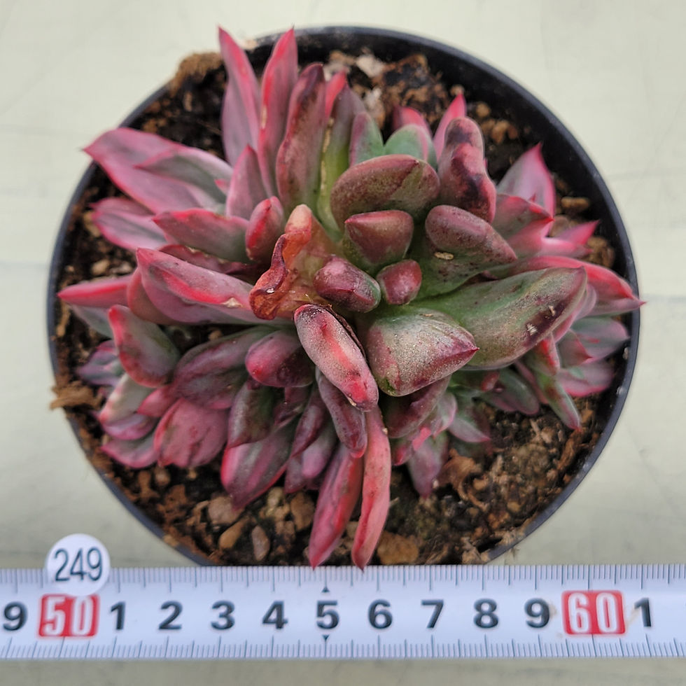 Thumbnail: Echeveria Reason variegated cluster 