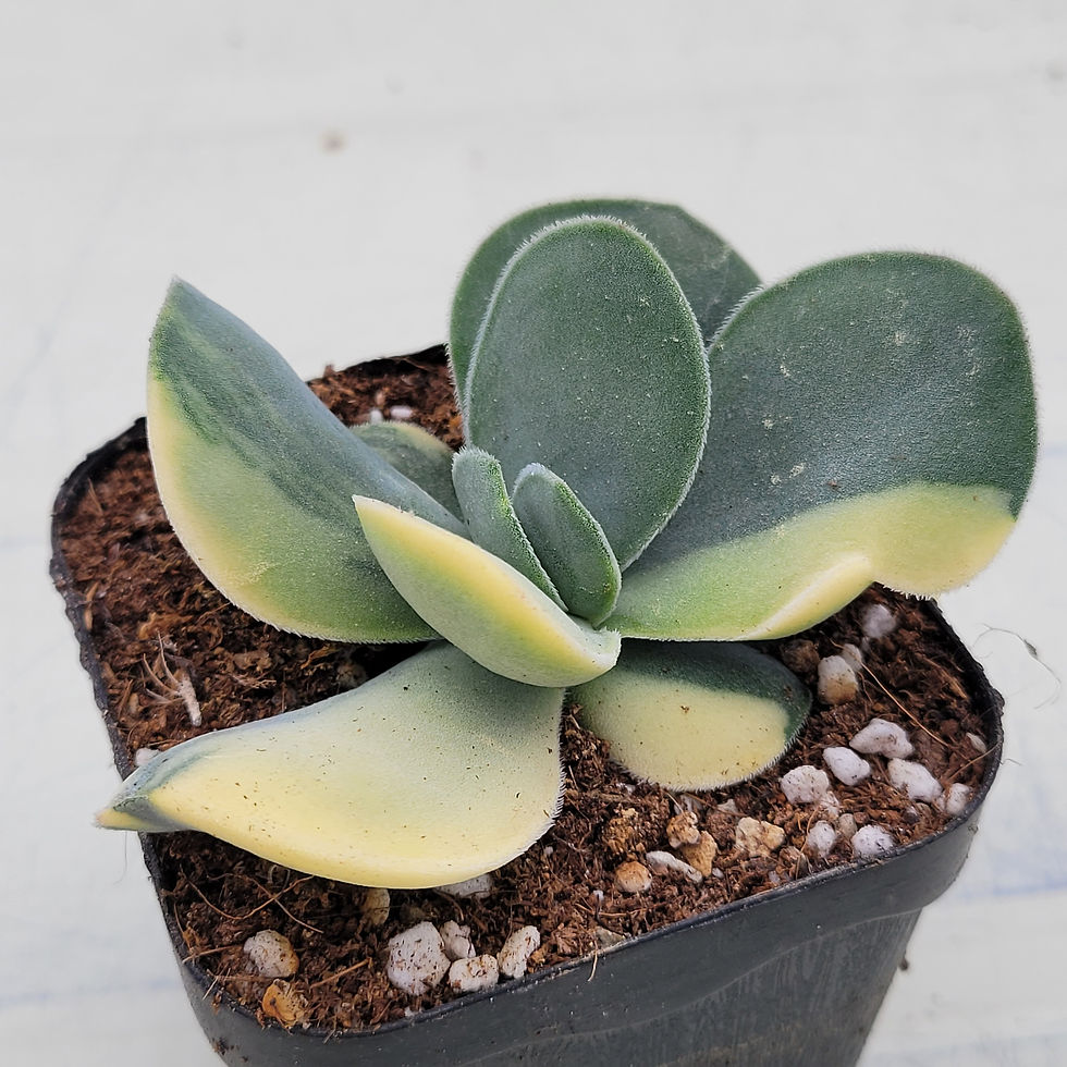 Thumbnail: Crassula Morgans beauty variegated 
