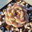 Thumbnail: Echeveria Rose Gem