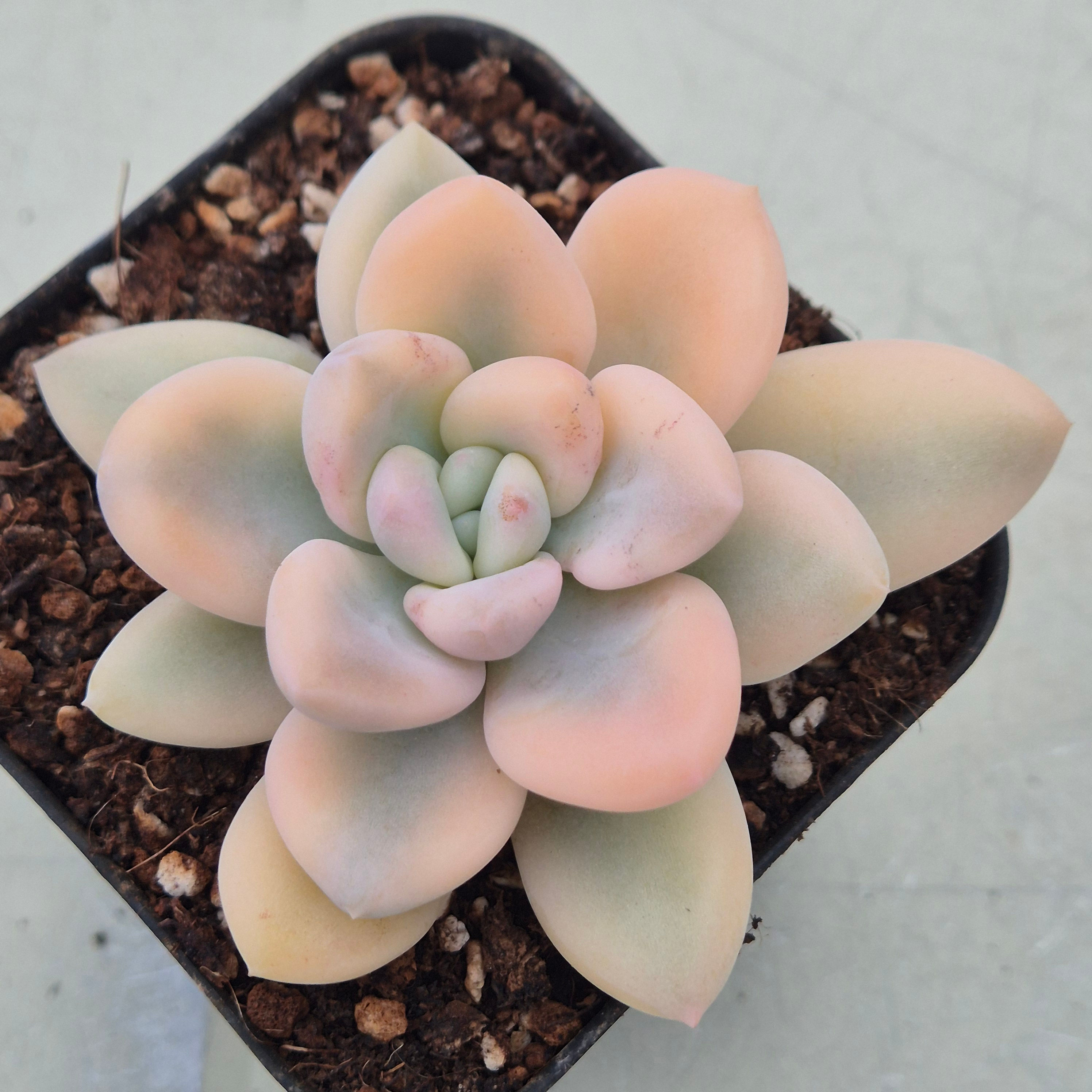 Graptoveria Opalina variegated 