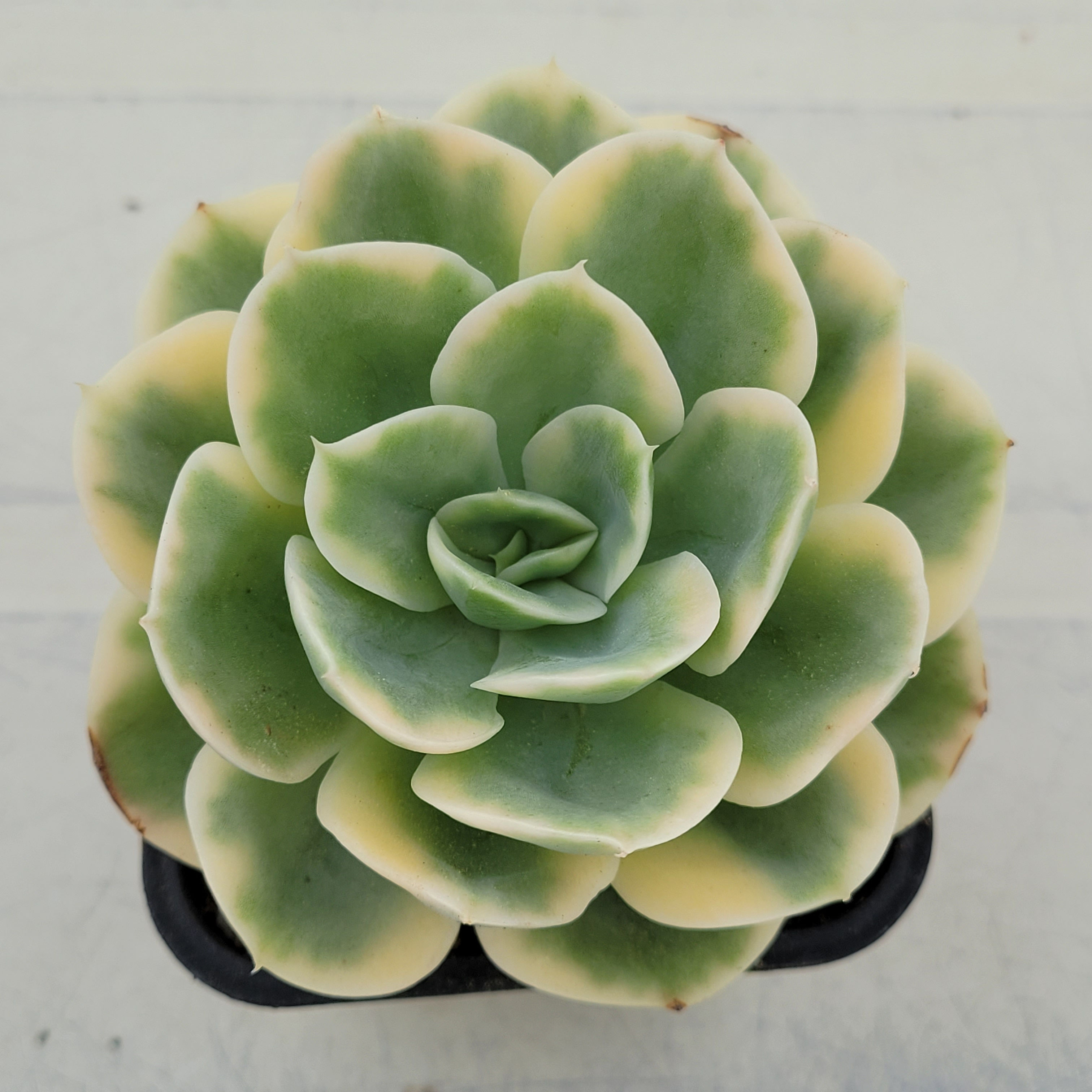 Echeveria Arena variegated 