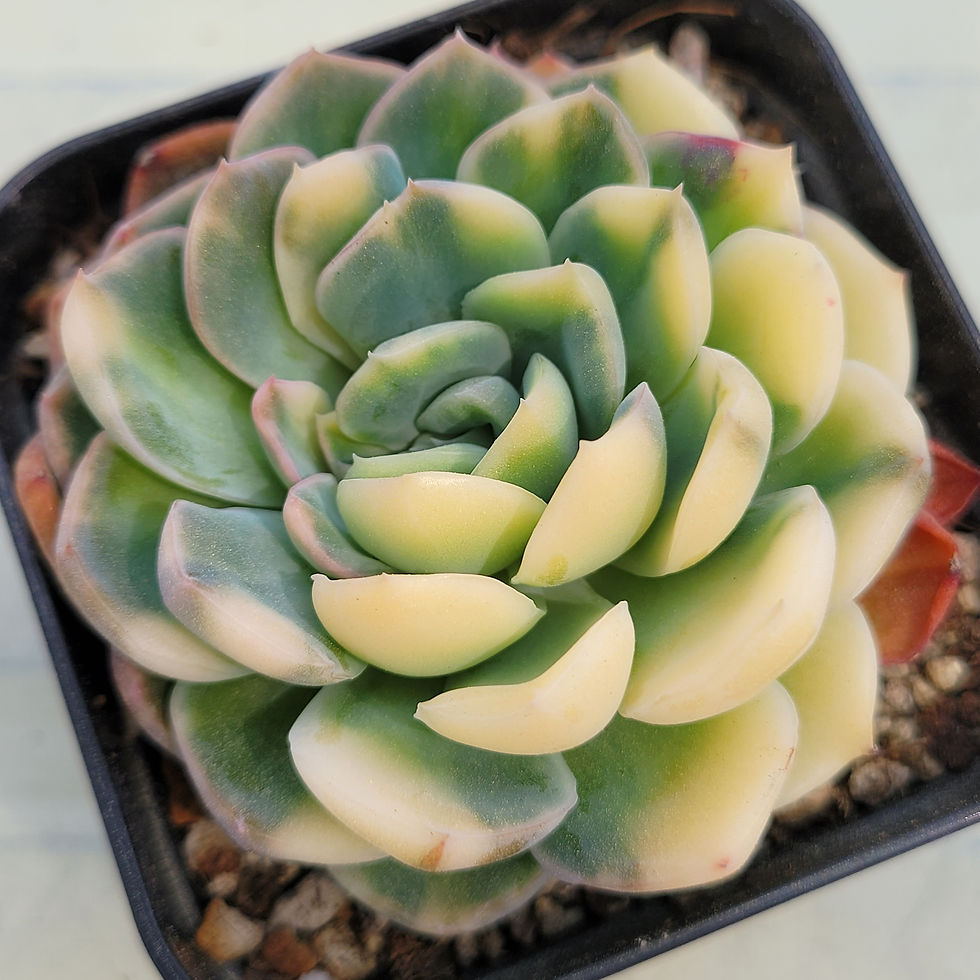 Thumbnail: Echeveria Super Elegance variegated 