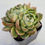 Thumbnail: Echeveria Biella Jelly 