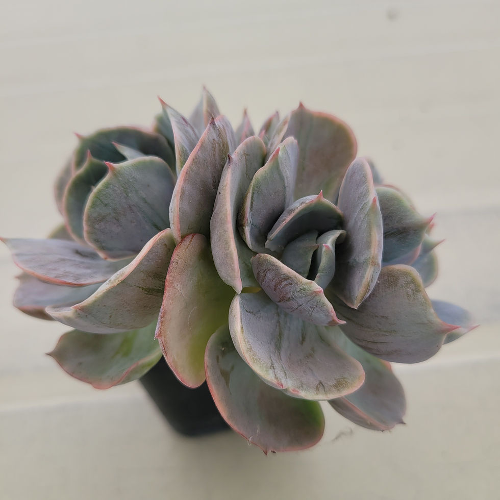 Thumbnail: Echeveria Majesty Peach variegated 