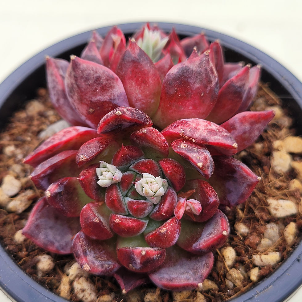 Thumbnail: Echeveria Dark Perfume 