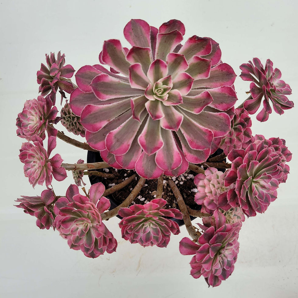 Aeonium Pink Lipstick variegated cluster Korean Succulents