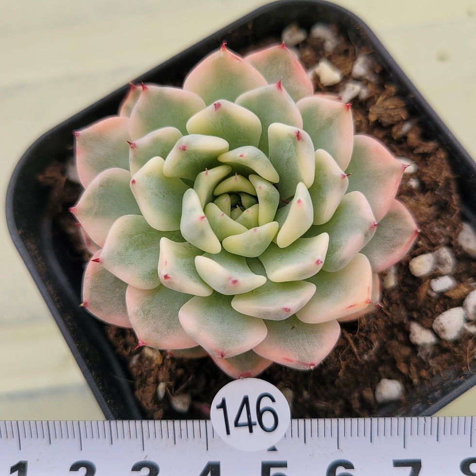 Thumbnail: Echeveria Sarahime variegated 
