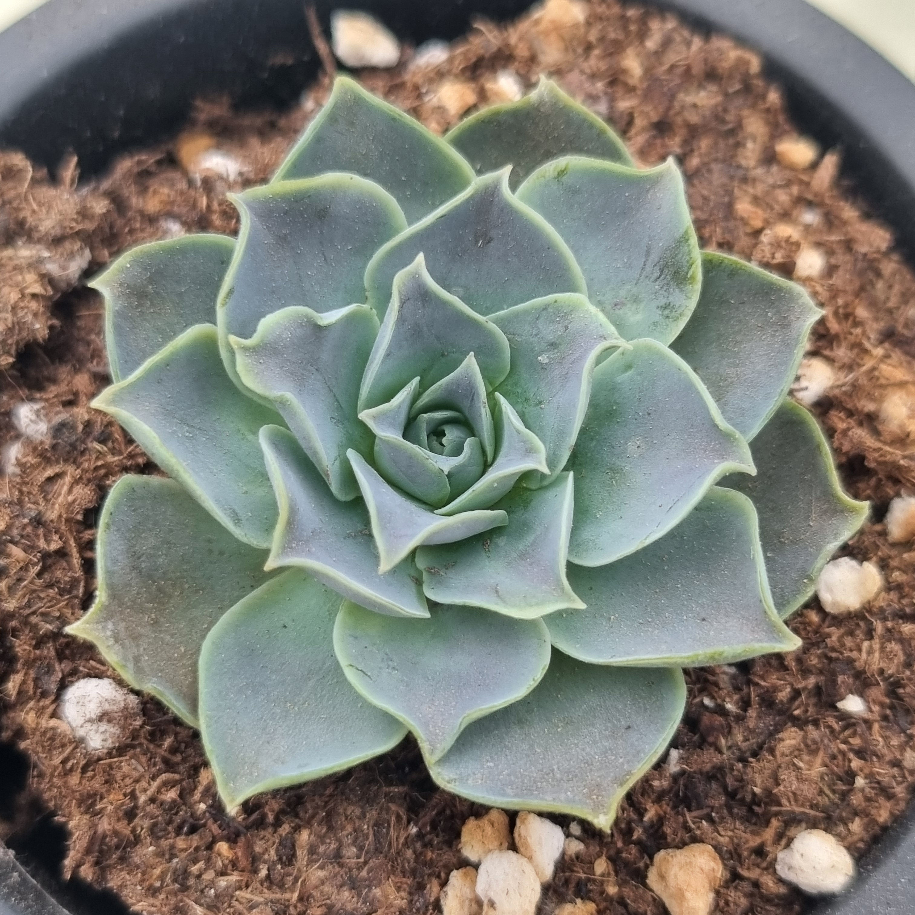 Echeveria Yuritsemis 