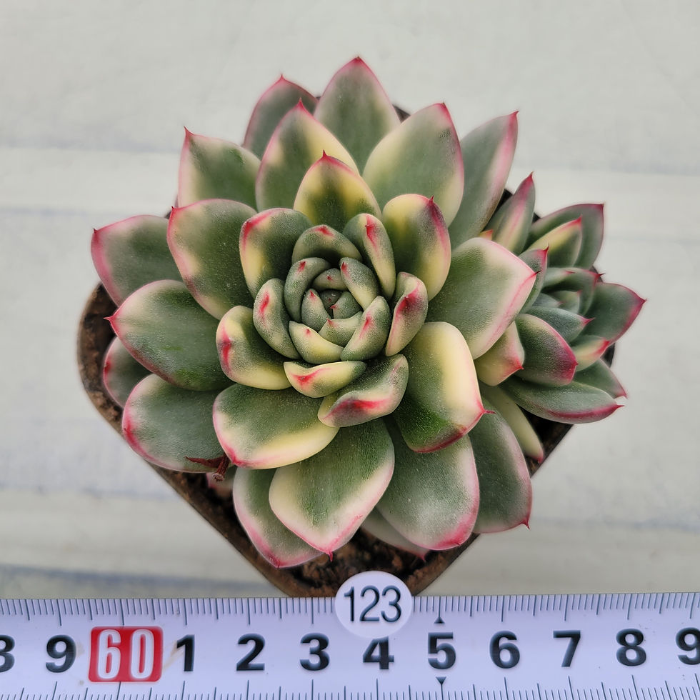 Thumbnail: Echeveria Royal Chanel variegated 