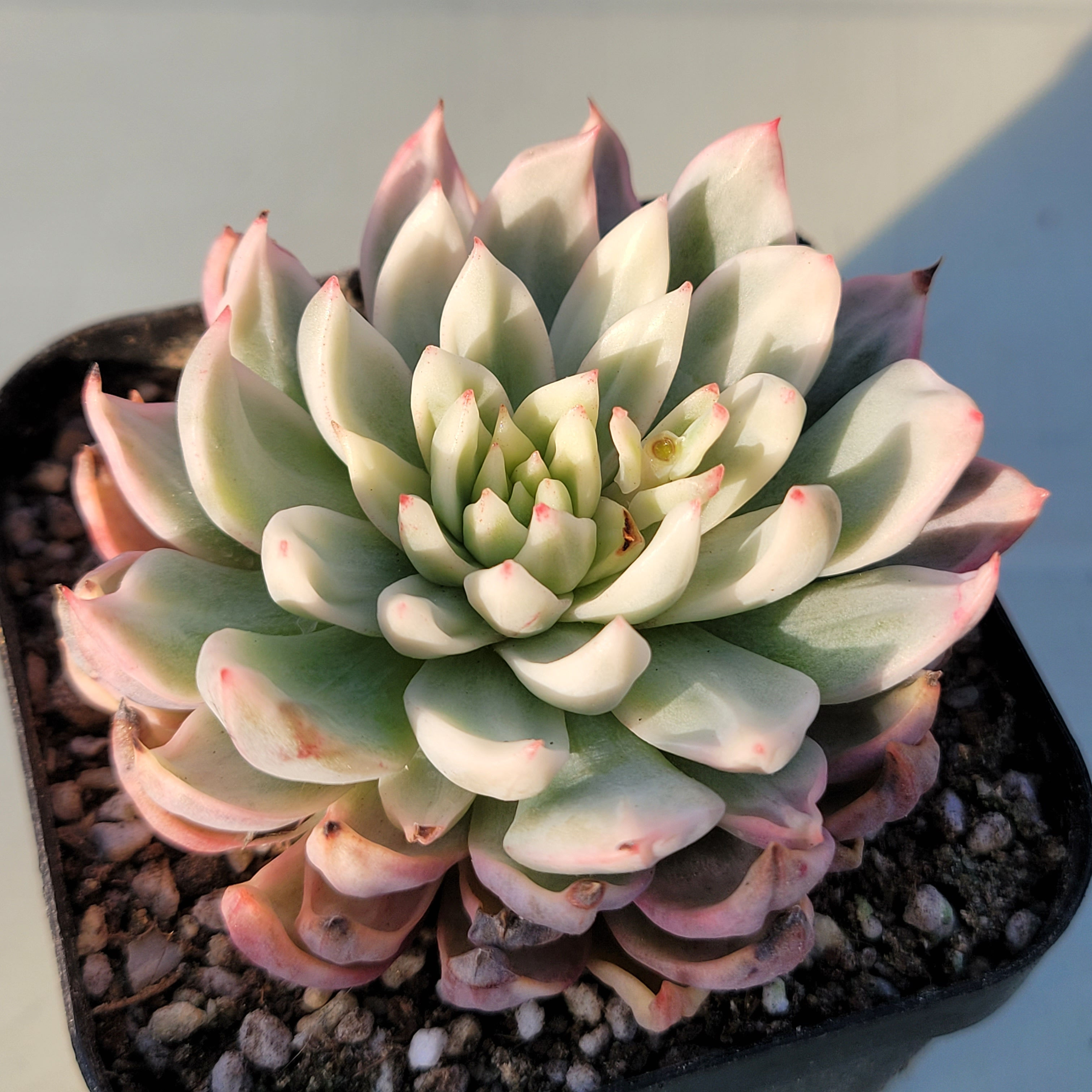 Echeveria Secret variegated 