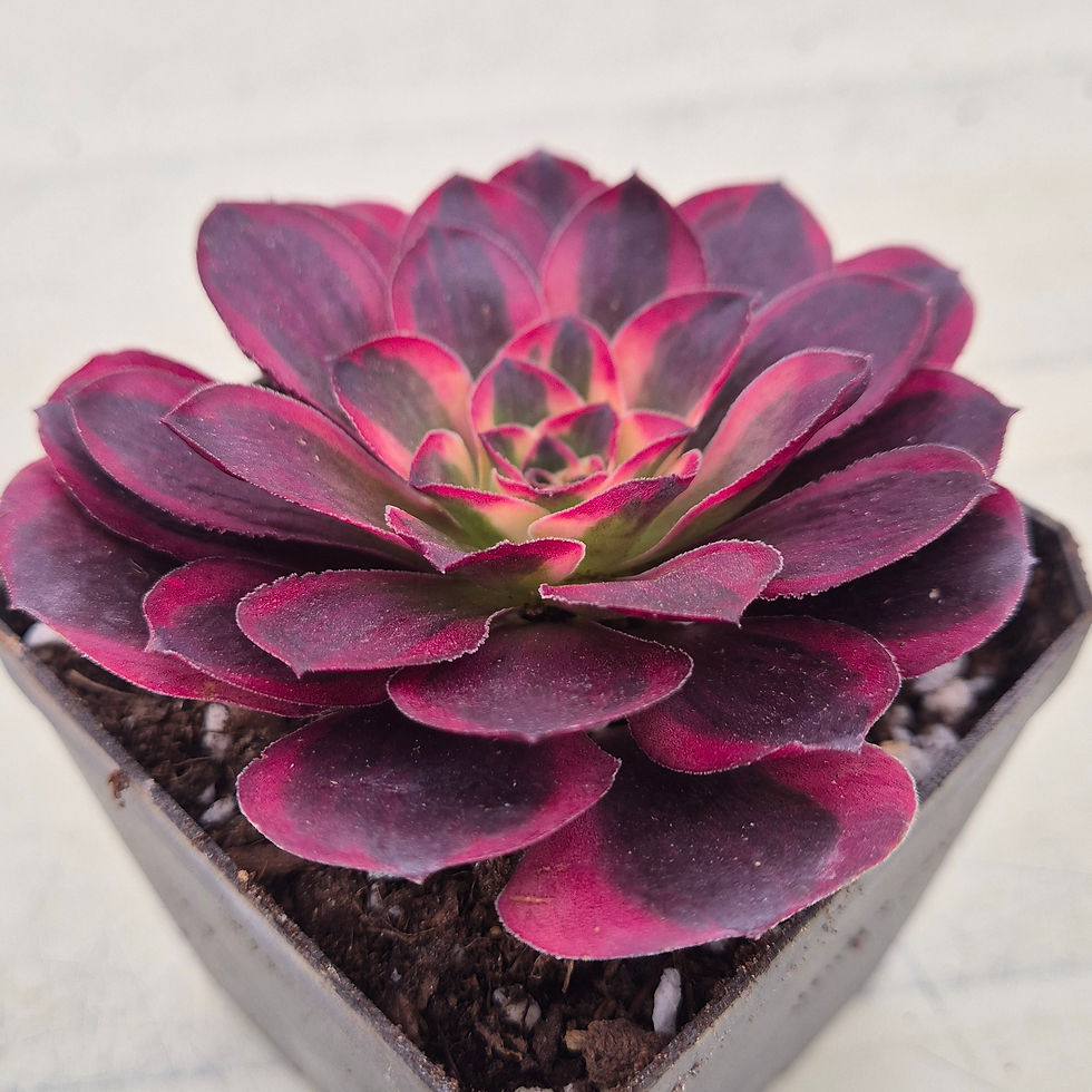 Thumbnail: Aeonium Maegum Rose variegated 
