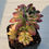 Thumbnail: Echeveria Mini bell variegated 