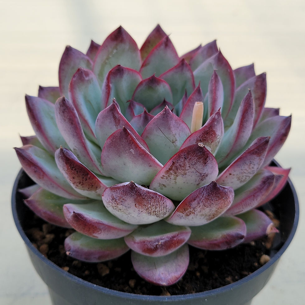 Thumbnail: Echeveria Povega 