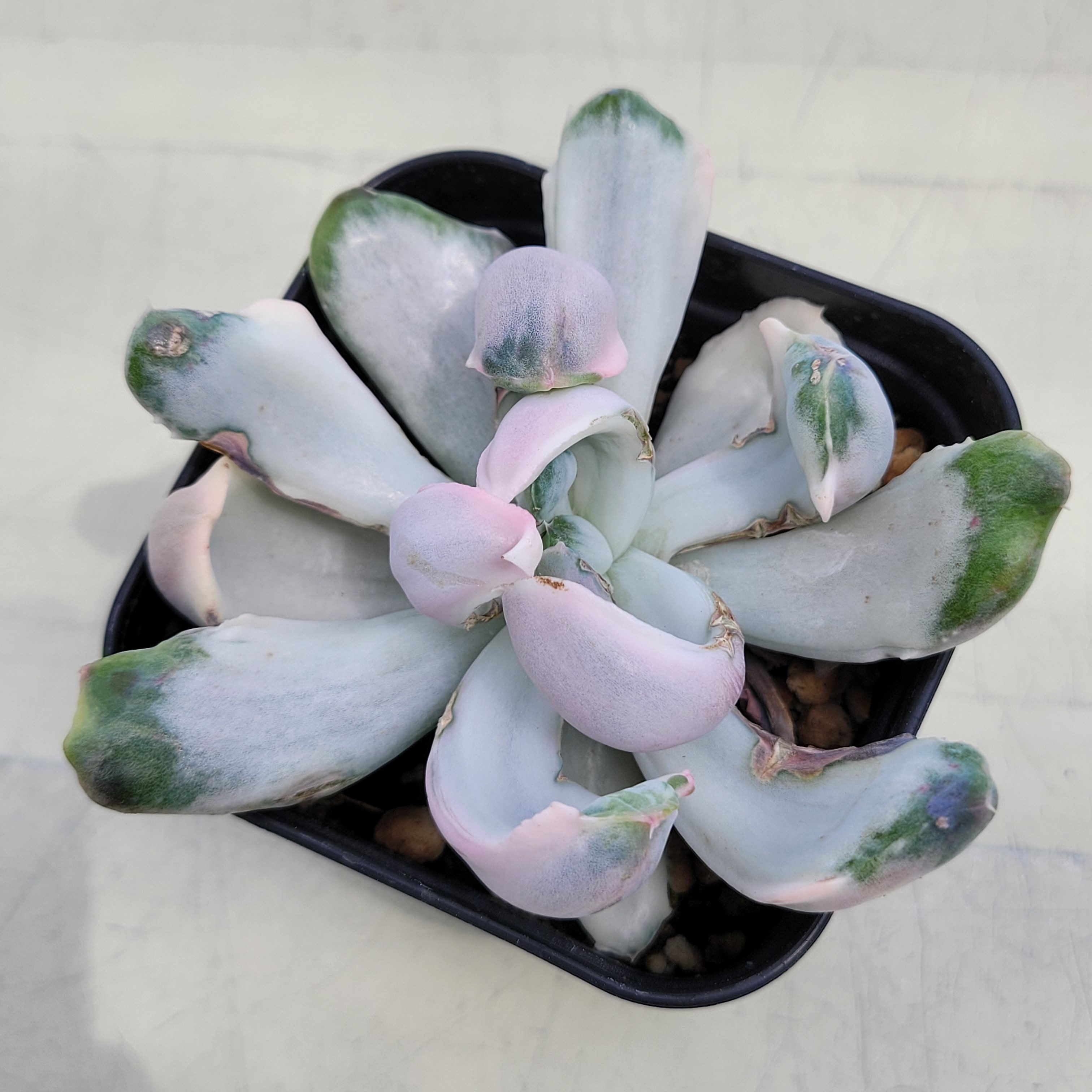 Echeveria Berserk variegated 