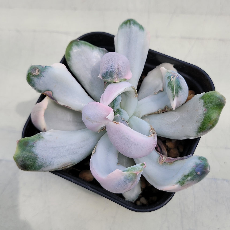 Thumbnail: Echeveria Berserk variegated 