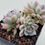 Thumbnail: Echeveria Mebina variegated 