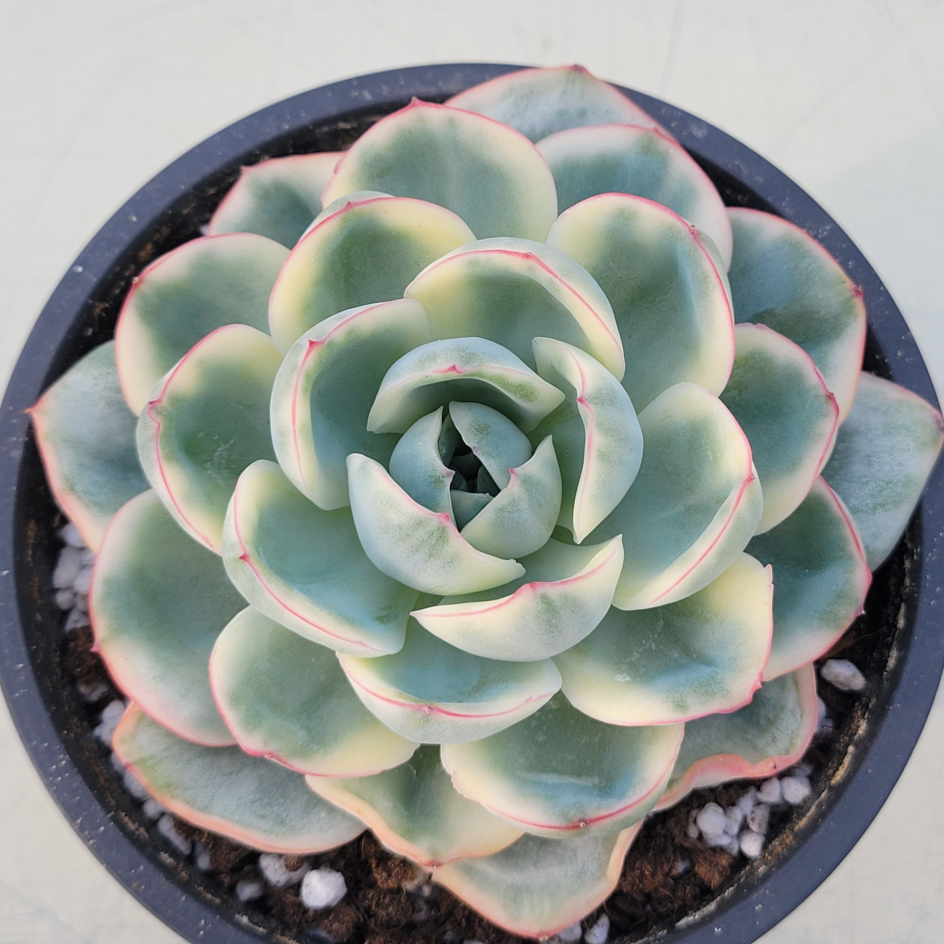 Echeveria Morning Dew variegated 