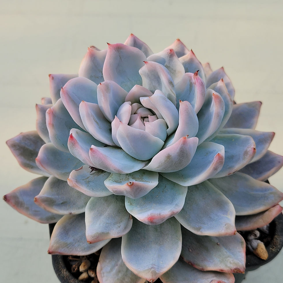 Thumbnail: Echeveria Blue Bird White variegated 