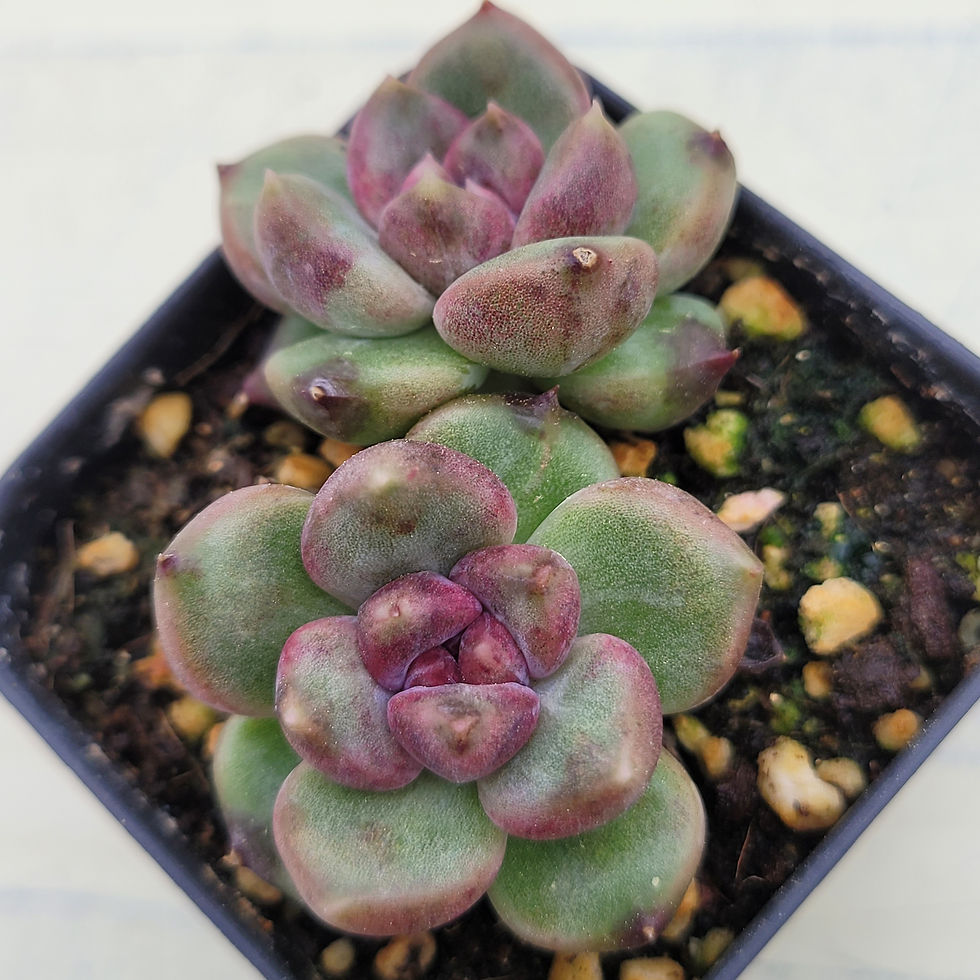 Thumbnail: Echeveria Stone Henge 